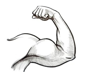 Bicep Exercises Calisthenics